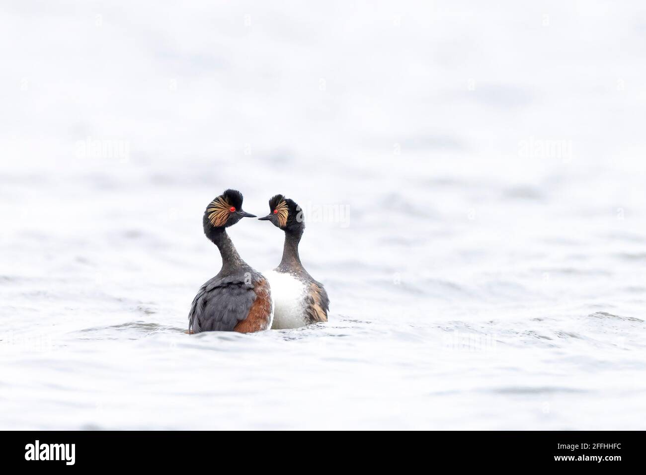 Closeup di una coppia di grebe a collo nero, podiceps nigricollis, in estate tuono di danza corso sulla superficie d'acqua di un lago. Foto Stock