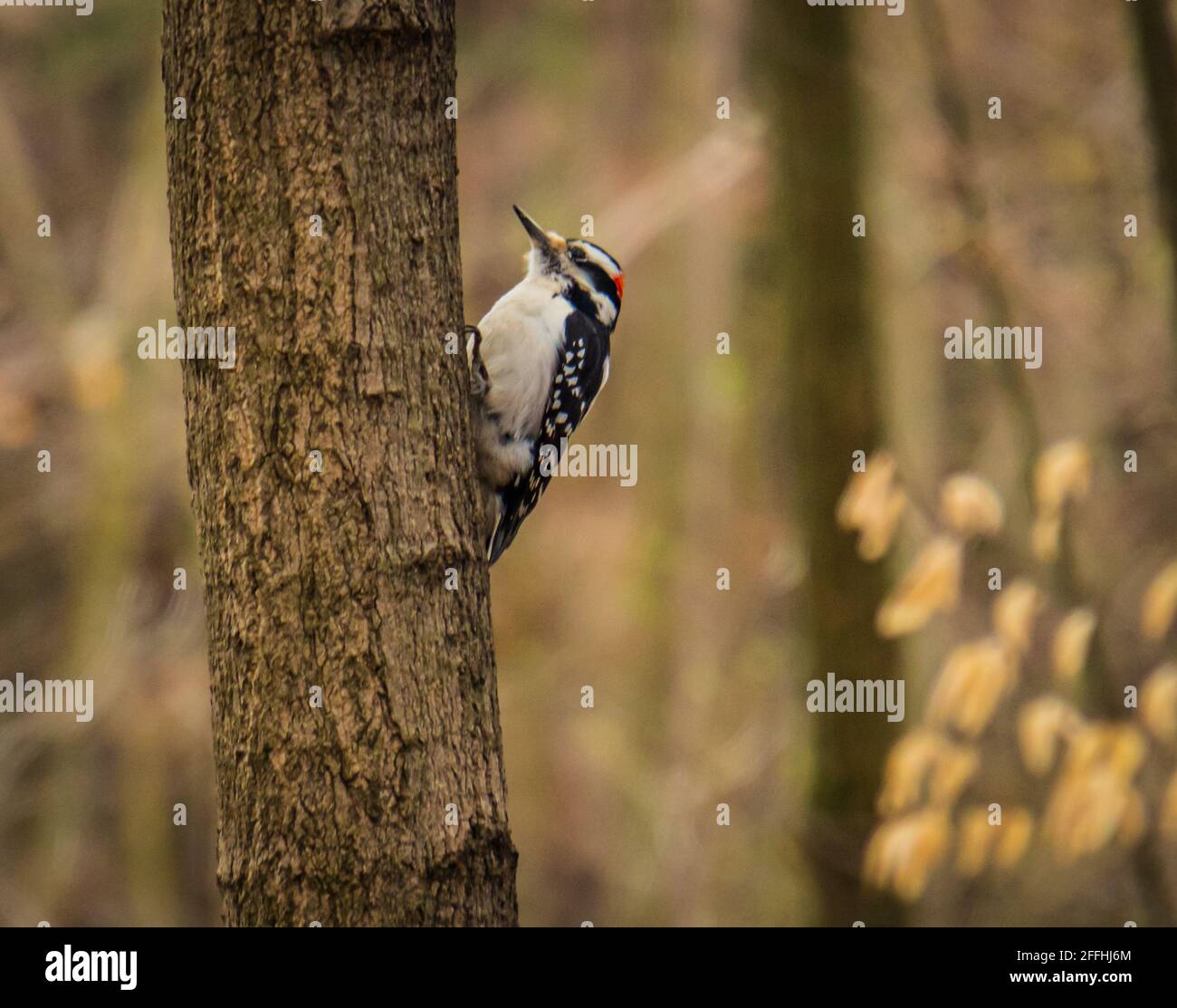 Piccolo picchio di bosco su albero in boschi Foto Stock