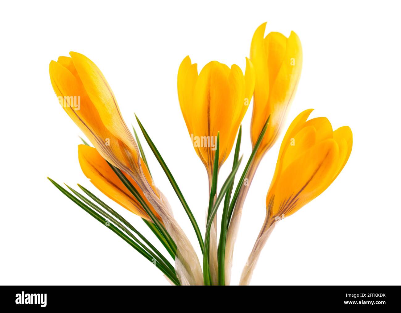Fiore di crocus giallo isolato su sfondo bianco. Bellissimi fiori primaverili. Foto Stock