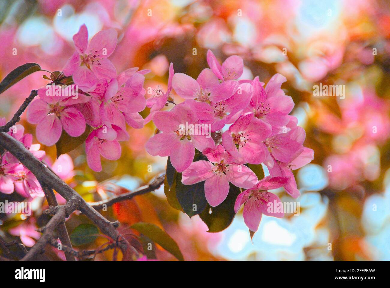 Un ramo con fiori rosa che fanno parte di un albero ornamentale fiorito rosa all'inizio dell'estate. Foto Stock