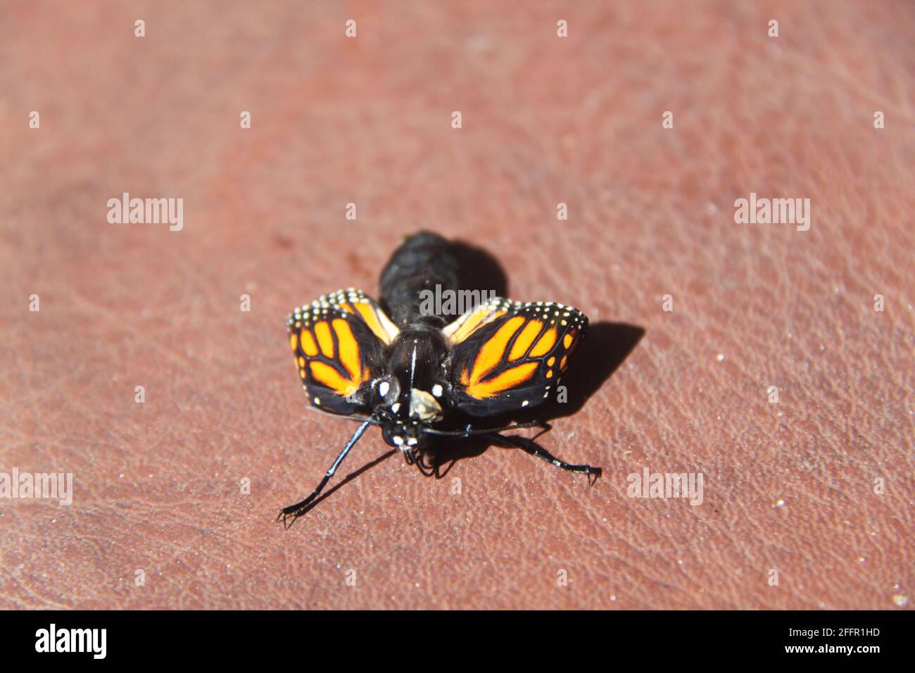 Una farfalla monarca appena chiusa si sta asciugando dalle sue ali mentre cresce le sue ali in dimensioni adulte. Foto Stock