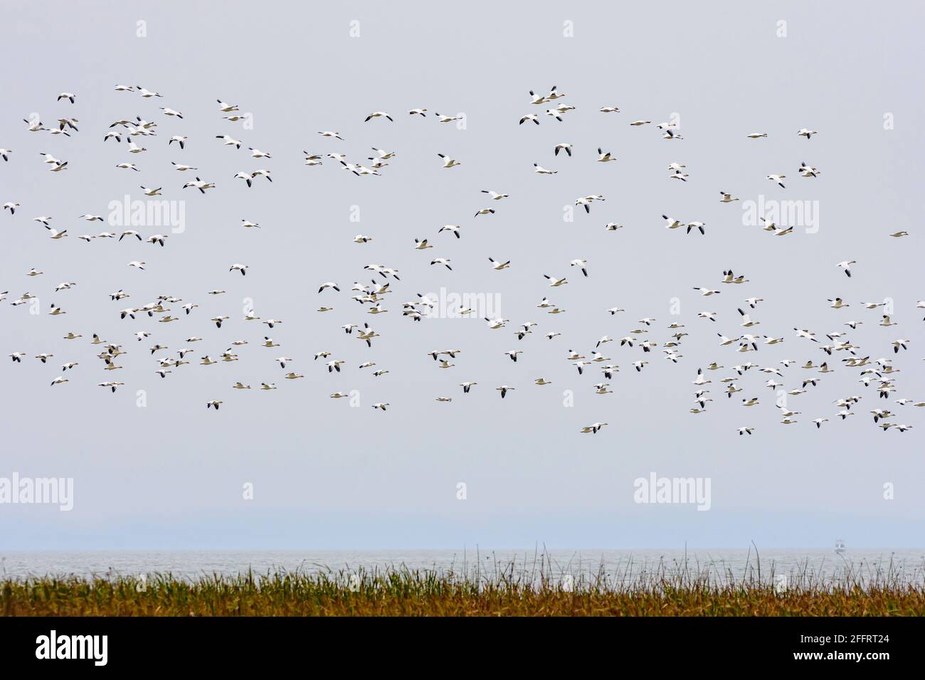 Oche da neve, Anser Caerulescens, George C. Reifel Migratory Bird Sanctuary, Delta, British Columbia, Canada Foto Stock