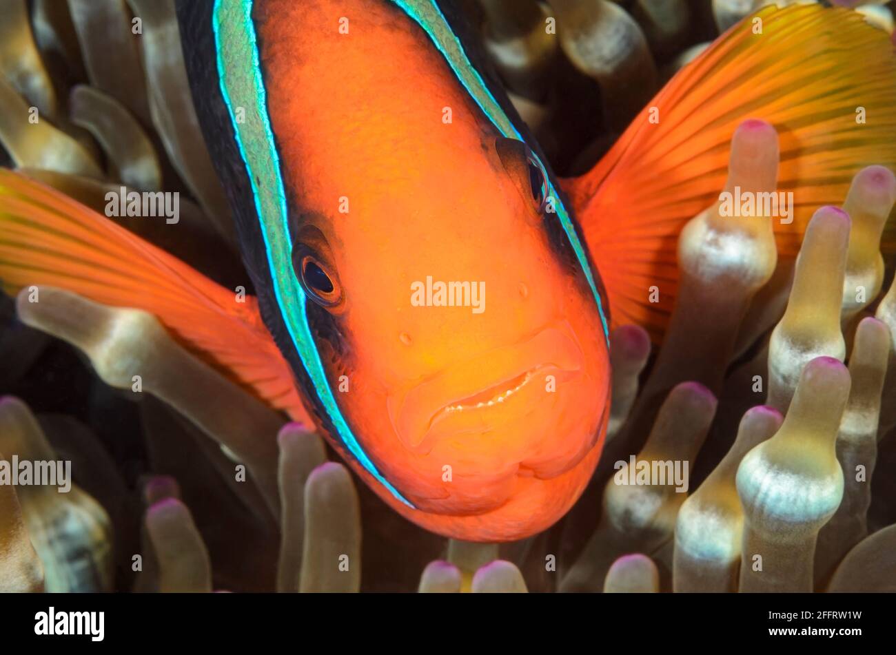 Pomodoro, anemonefish Amphiprion frenatus, Anilao, Batangas, Filippine, Pacific Foto Stock