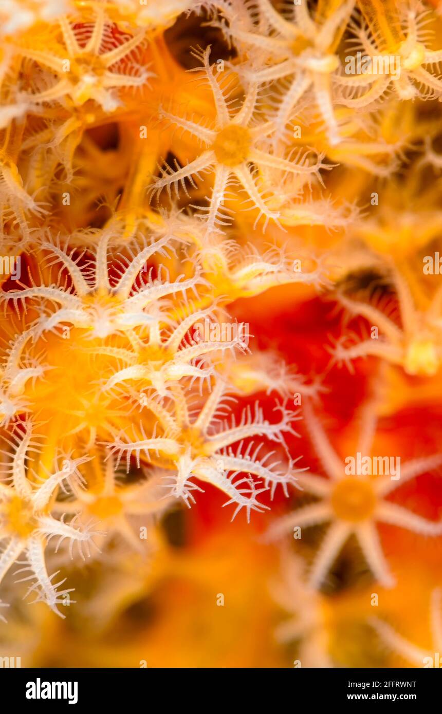 Polipi corallini morbidi, Acalycigorgia sp., Anilao, Batangas, Filippine, Pacifico Foto Stock