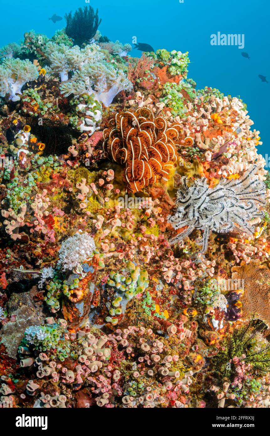 Scena Reef con Feather Stars, Anneissia bennetti, Anilao, Batangas, Filippine, Pacifico Foto Stock