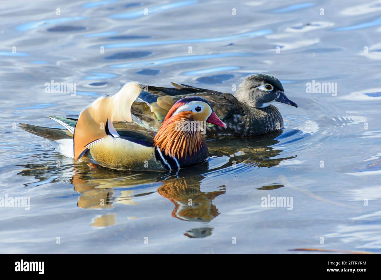 Maschio Mandarin Duck, Aix galericulata, con una femmina Wood Duck, Aix sponsora, Burnaby Lake Regional Park, Burnaby, British Columbia, Canada Foto Stock