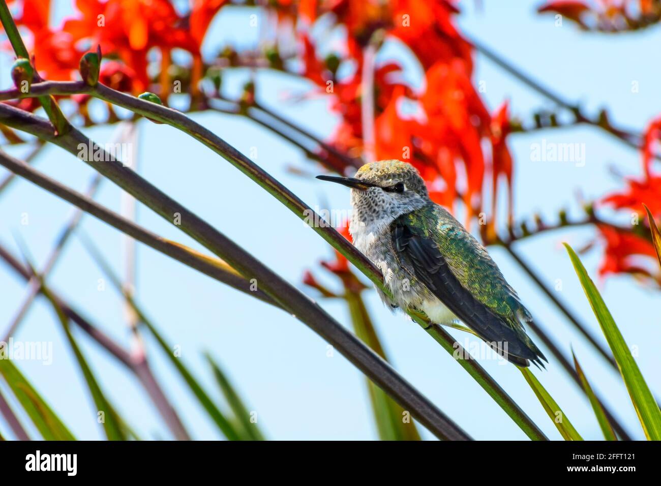 Il colibrì di Anna, Calypte anna, Vancouver, British Columbia, Canada Foto Stock