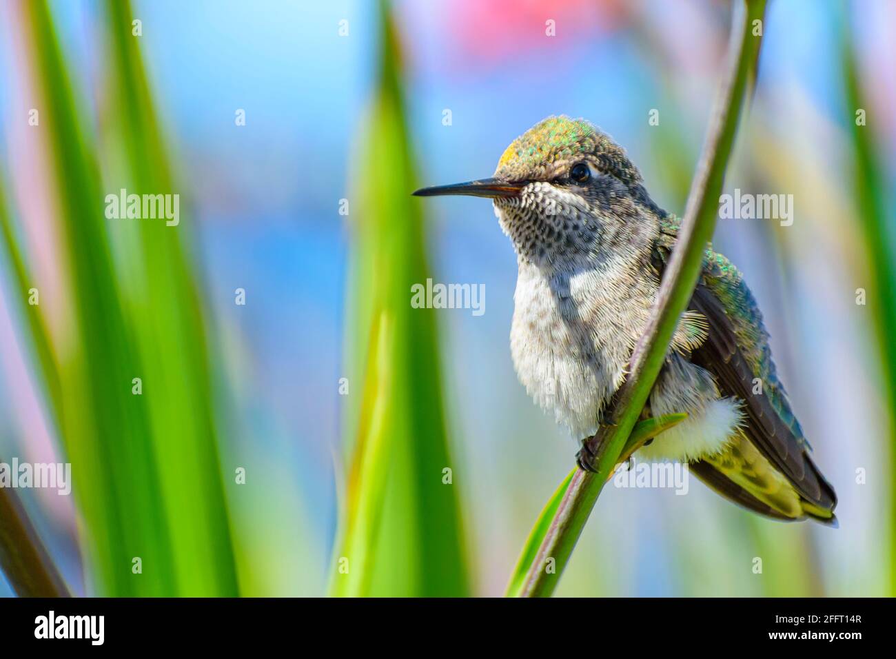 Il colibrì di Anna, Calypte anna, Vancouver, British Columbia, Canada Foto Stock