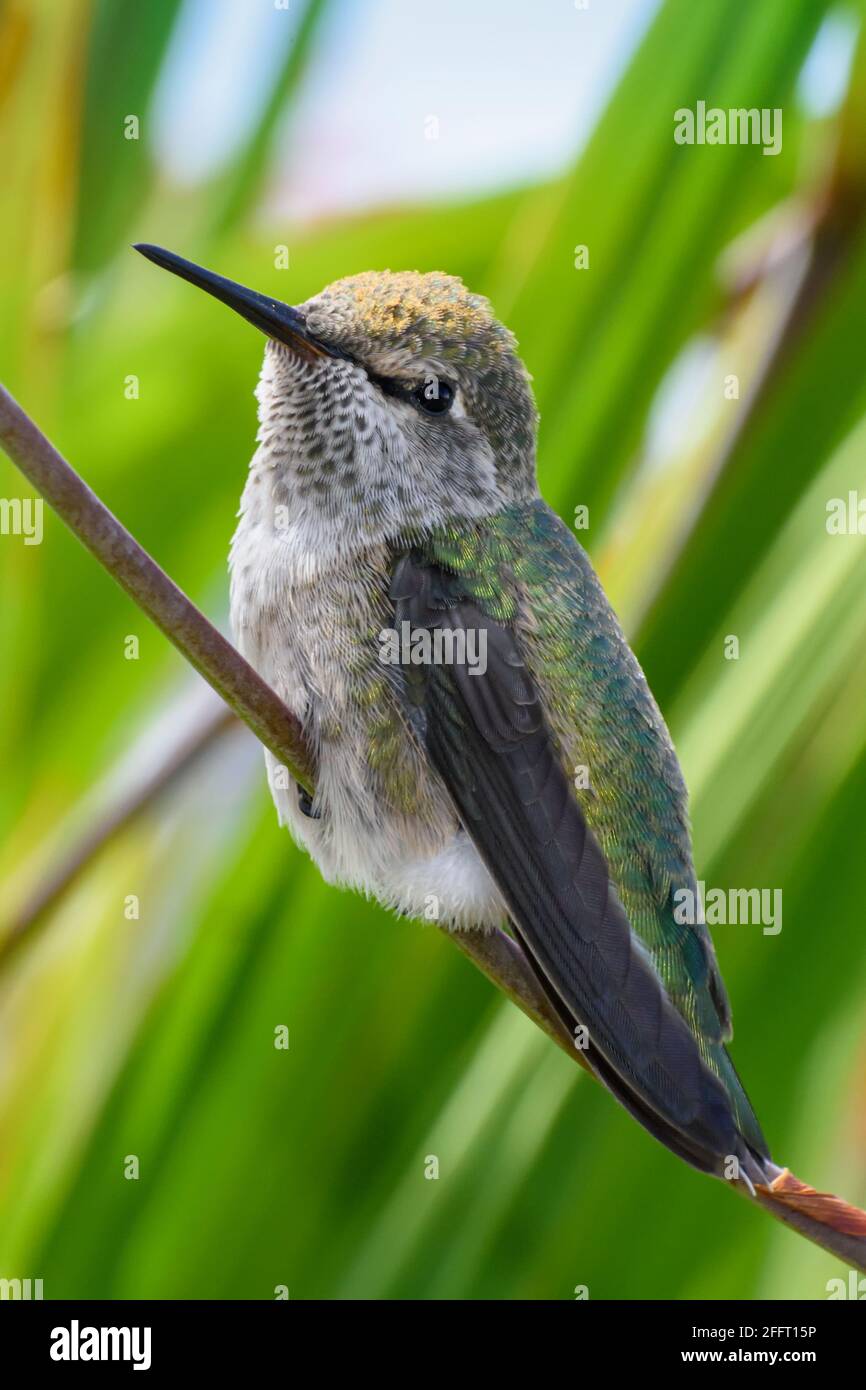 Il colibrì di Anna, Calypte anna, Vancouver, British Columbia, Canada Foto Stock