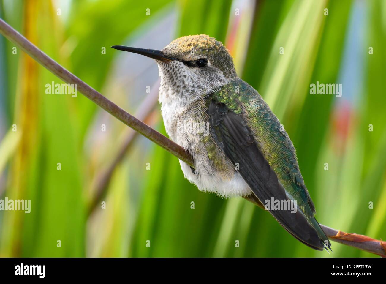 Il colibrì di Anna, Calypte anna, Vancouver, British Columbia, Canada Foto Stock