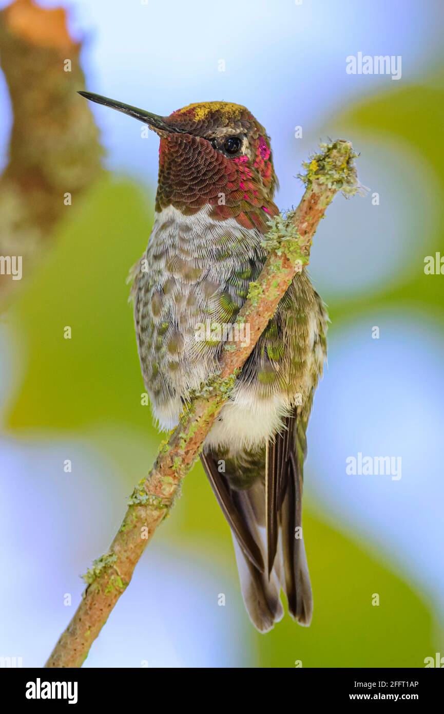 Maschio Anna's Hummingbird, Calypte anna, George C. Reifel Migratory Bird Sanctuary, Delta, British Columbia, Canada Foto Stock