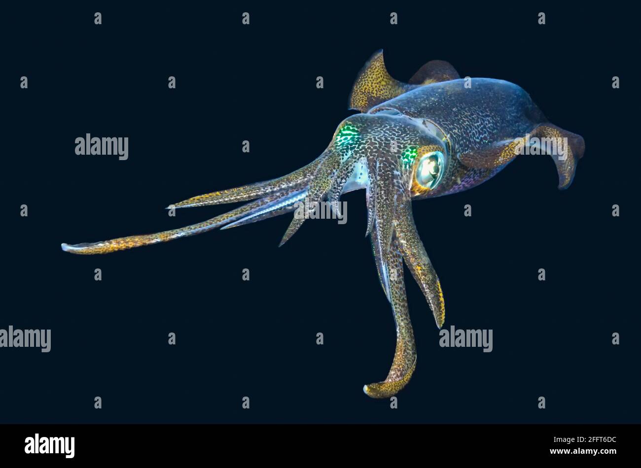 Reef Bigfin squid, Sepiotheuthis lessoniana, Anilao, Batangas, Filippine, Pacific Foto Stock