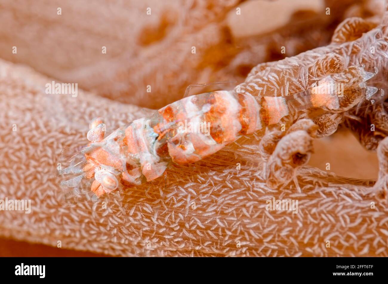 Gamberetti spezzati, Hamodactylus noumeae, Anilao, Batangas, Filippine, Pacifico Foto Stock