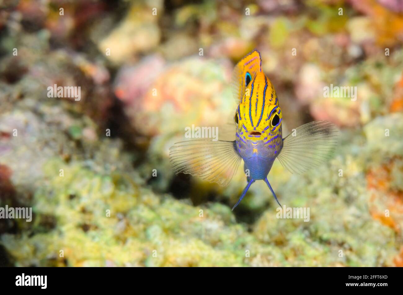 Principessa damsel, Pomacentrus vaiuli, Anilao, Batangas, Filippine, Pacifico Foto Stock