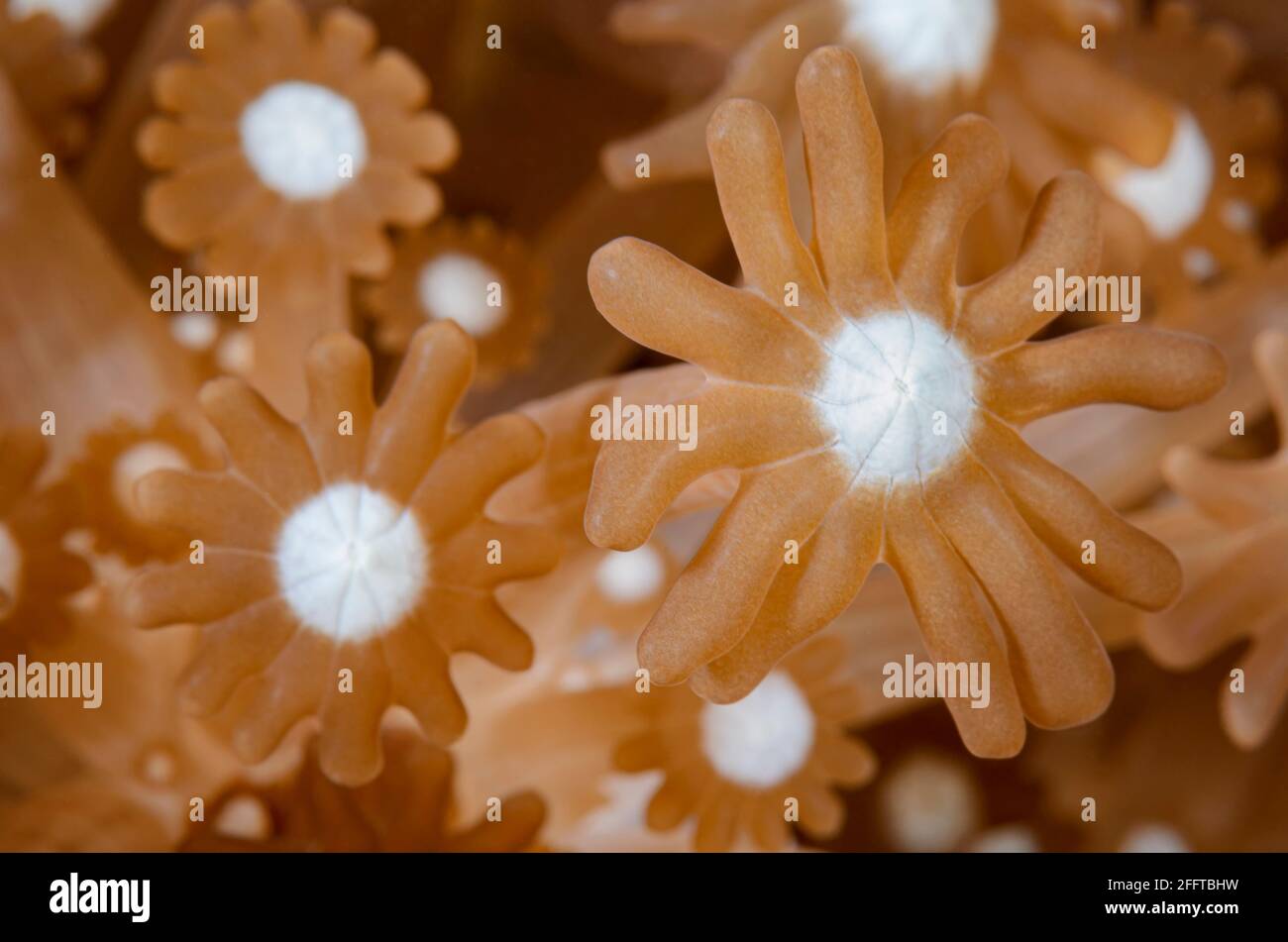 Alveopora Coral Polyps, Alveopora sp., Anilao, Batangas, Filippine, Pacifico Foto Stock