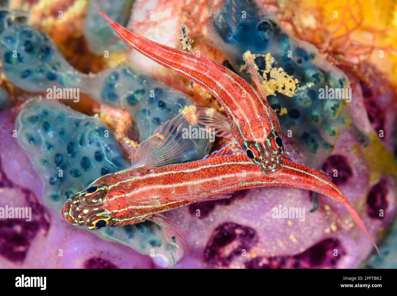 Triplefins a righe, Helcogamma striata, Anilao, Batangas, Filippine, Pacifico Foto Stock