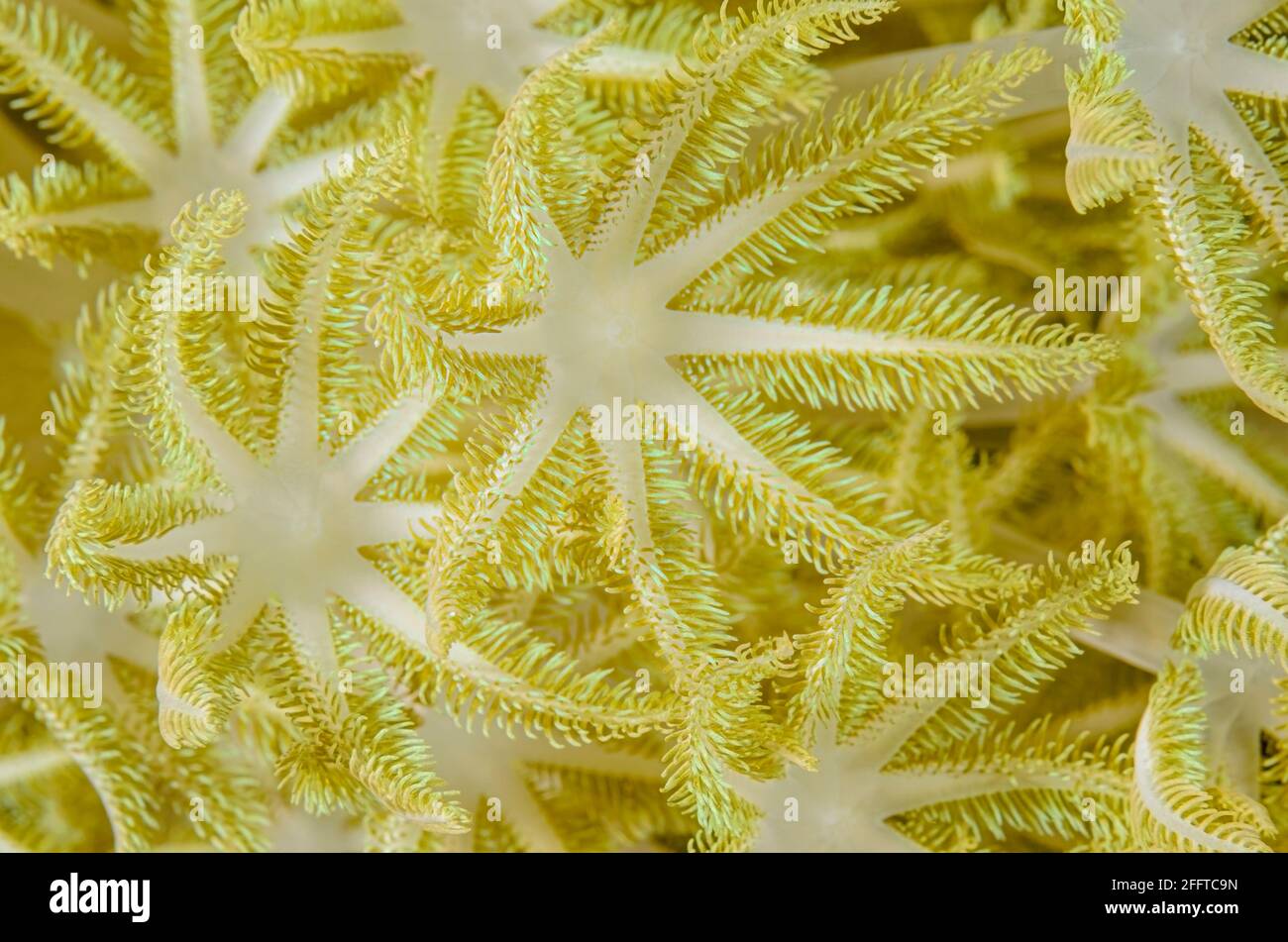 Polipi corallini molli, Xenia sp., Anilao, Batangas, Filippine, Pacifico Foto Stock