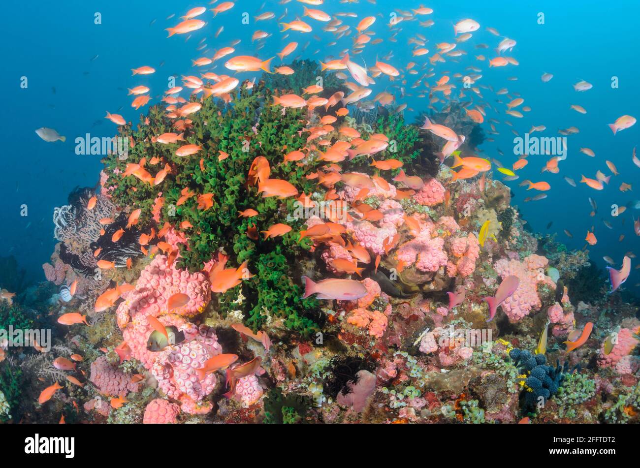 Scena reef con antia Scalefin, Pseudanthias squamipinnis, e corallo sole verde, Anilao, Batangas, Filippine, Pacifico Foto Stock