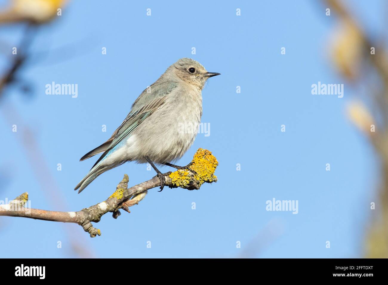 Femmina di montagna Bluebird a British Columbia Canada; Nord america Foto Stock