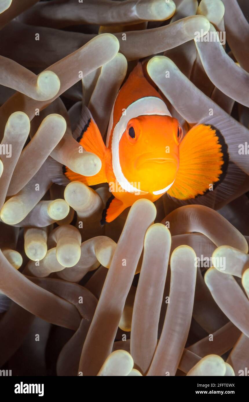Anemonefish falso clown, anphiprion ocellaris, Anilao, Batangas, Filippine, Pacifico Foto Stock