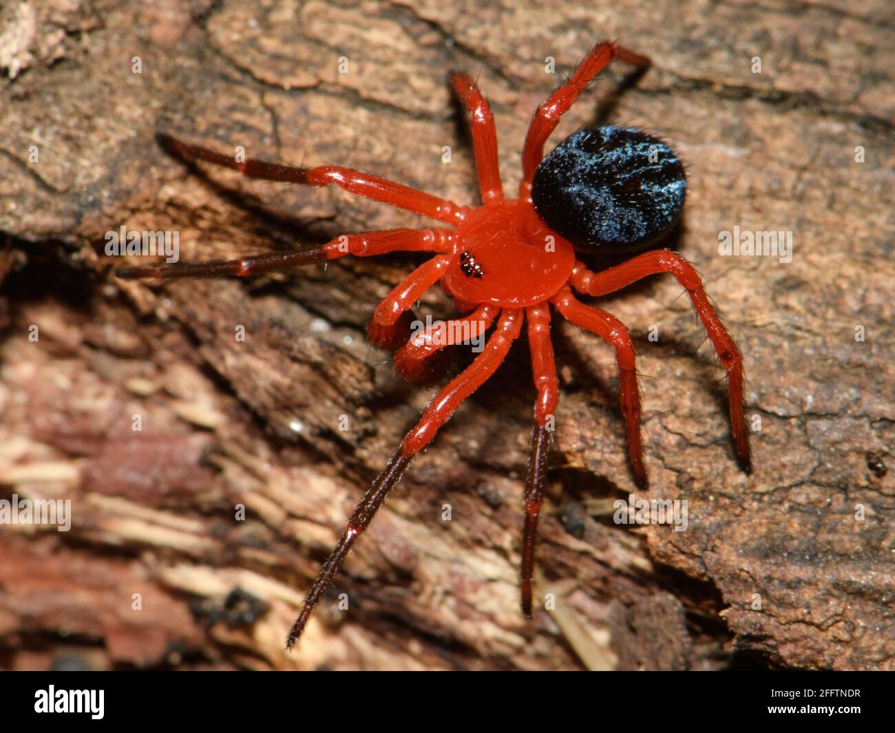 Rosso e Nero Spider. Foto Stock