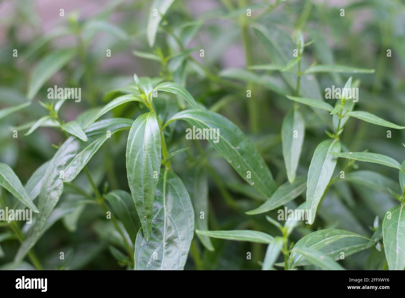 Andrographis paniculata, tronco quadrato ramo fuori al lato i fiori sono infiorescenze alle estremità dei rami e delle foglie ascellari areused come med. Foto Stock