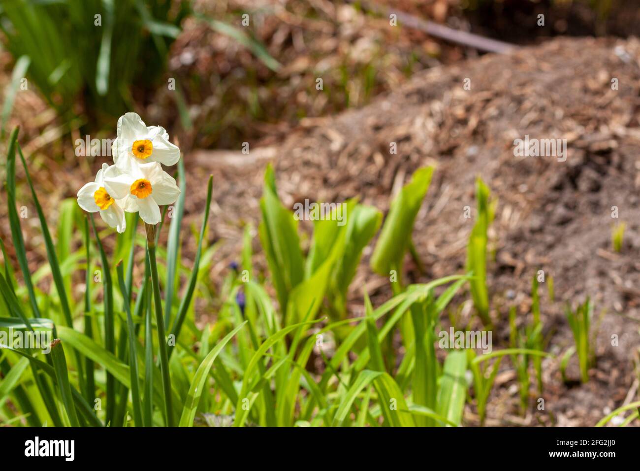 Primo piano immagine isolata di un grappolo di narcisi bianchi in un giardino con mucchi di fertilizzanti e compost colti dietro di loro. Giardinaggio primaverile, a. Foto Stock