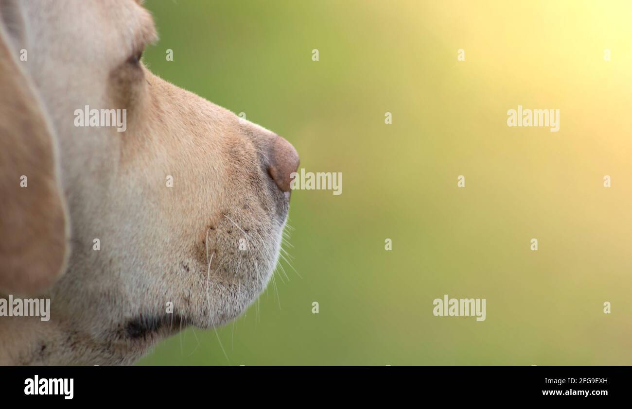 Muso di un cane Labrador Retriever. L'animale guarda in lontananza. Sfondo sfocato. Foto Stock