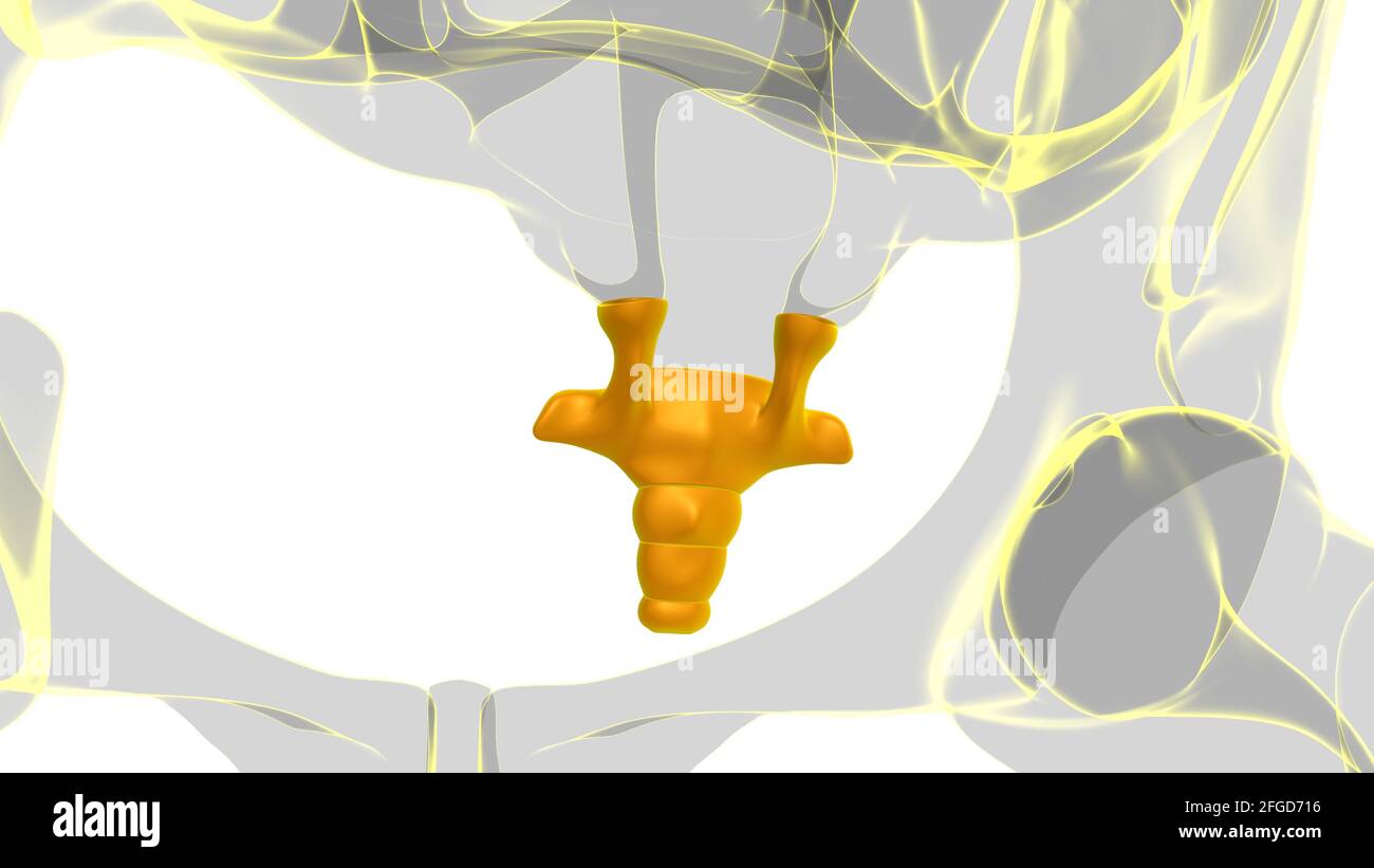 Colonna vertebrale scheletro umano Coccice o anatomia dell'osso della coda Illustrazione 3D Foto Stock