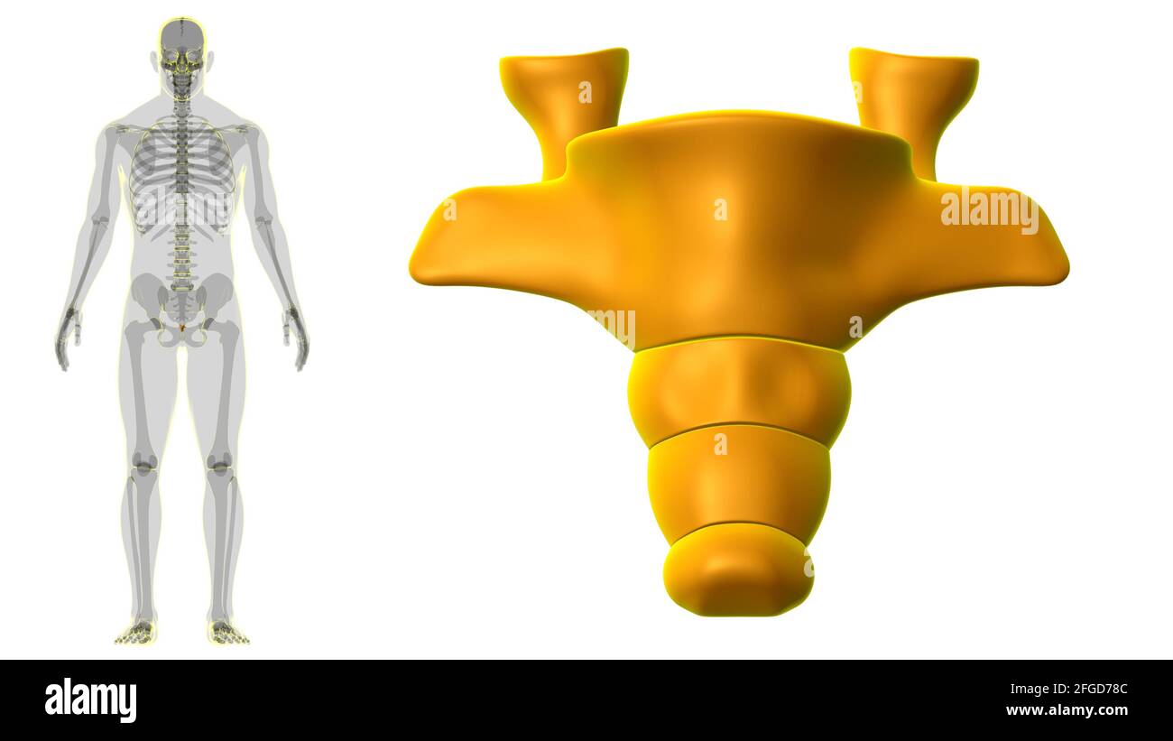 Colonna vertebrale scheletro umano Coccice o anatomia dell'osso della coda Illustrazione 3D Foto Stock