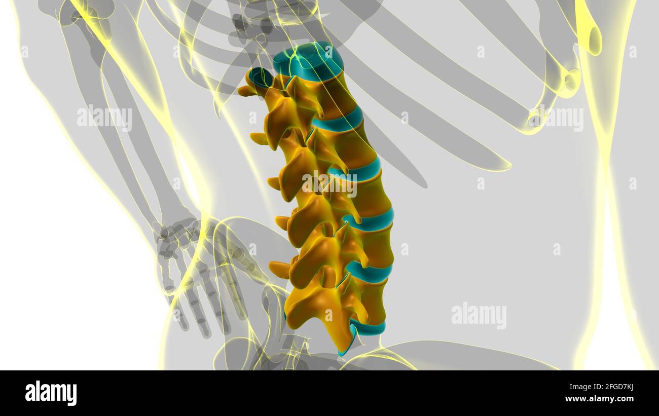 Colonna vertebrale scheletro umano vertebre lombare Anatomia 3D Illustrazione Foto Stock