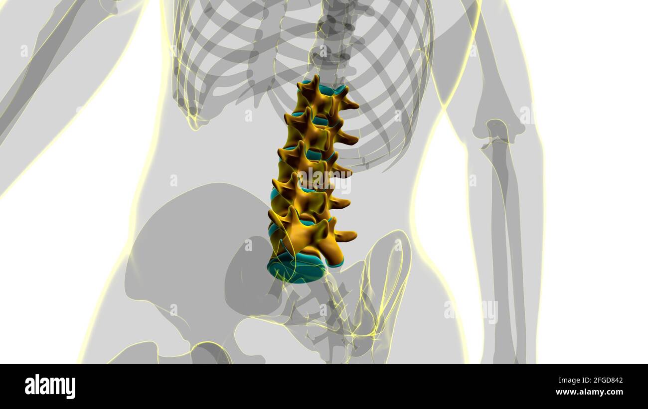 Colonna vertebrale scheletro umano vertebre lombare Anatomia 3D Illustrazione Foto Stock