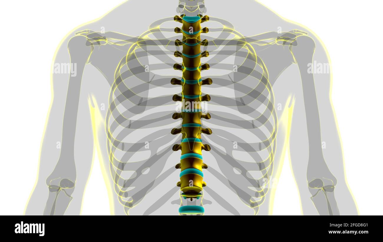 Colonna vertebrale scheletro umano Verteche toraciche Anatomia 3D Foto Stock