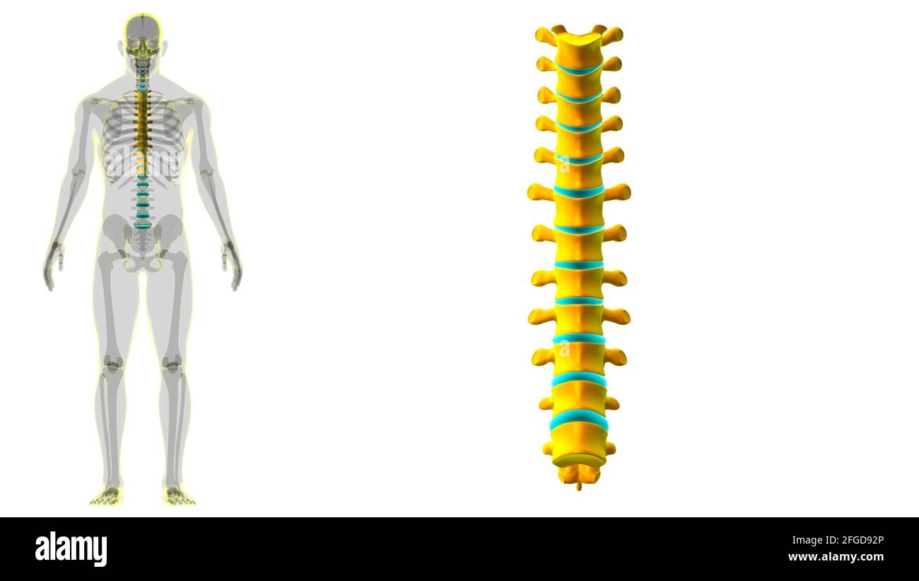 Colonna vertebrale scheletro umano Verteche toraciche Anatomia 3D Foto Stock