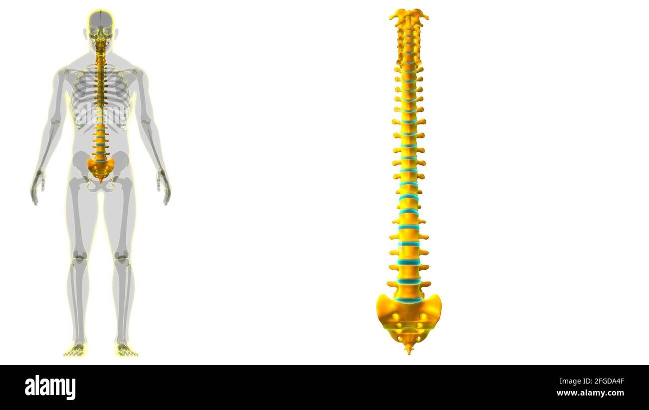 Illustrazione 3D della colonna vertebrale dello scheletro umano delle vertebre Foto Stock