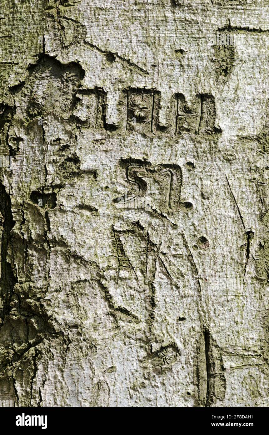 Parole e numeri scolpiti in una corteccia di albero Foto Stock