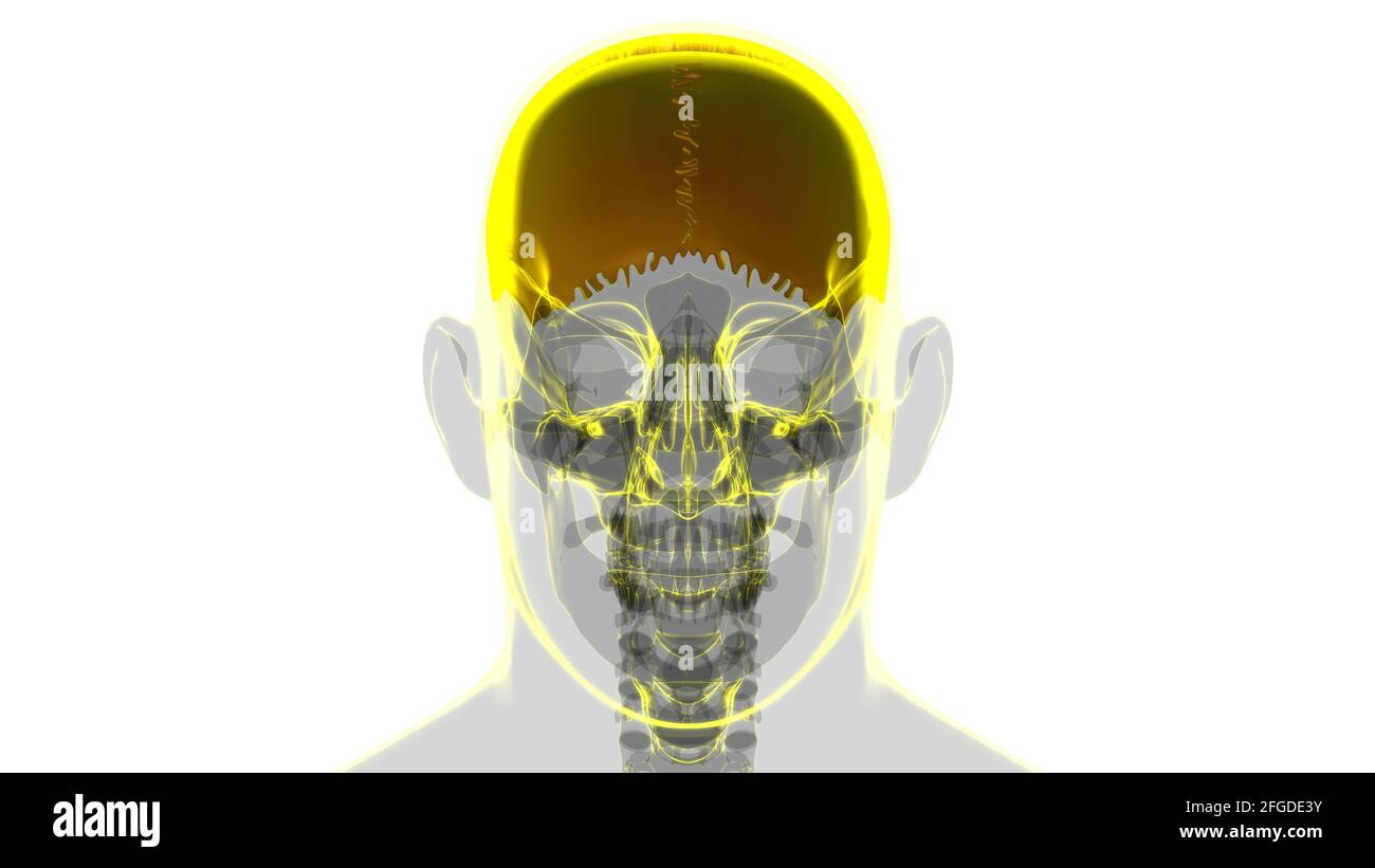 Anatomia ossea parietale del cranio dello scheletro umano per l'illustrazione 3D del concetto medico Foto Stock
