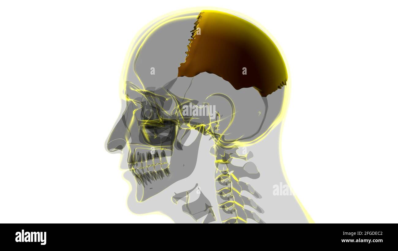 Anatomia ossea parietale del cranio dello scheletro umano per l'illustrazione 3D del concetto medico Foto Stock