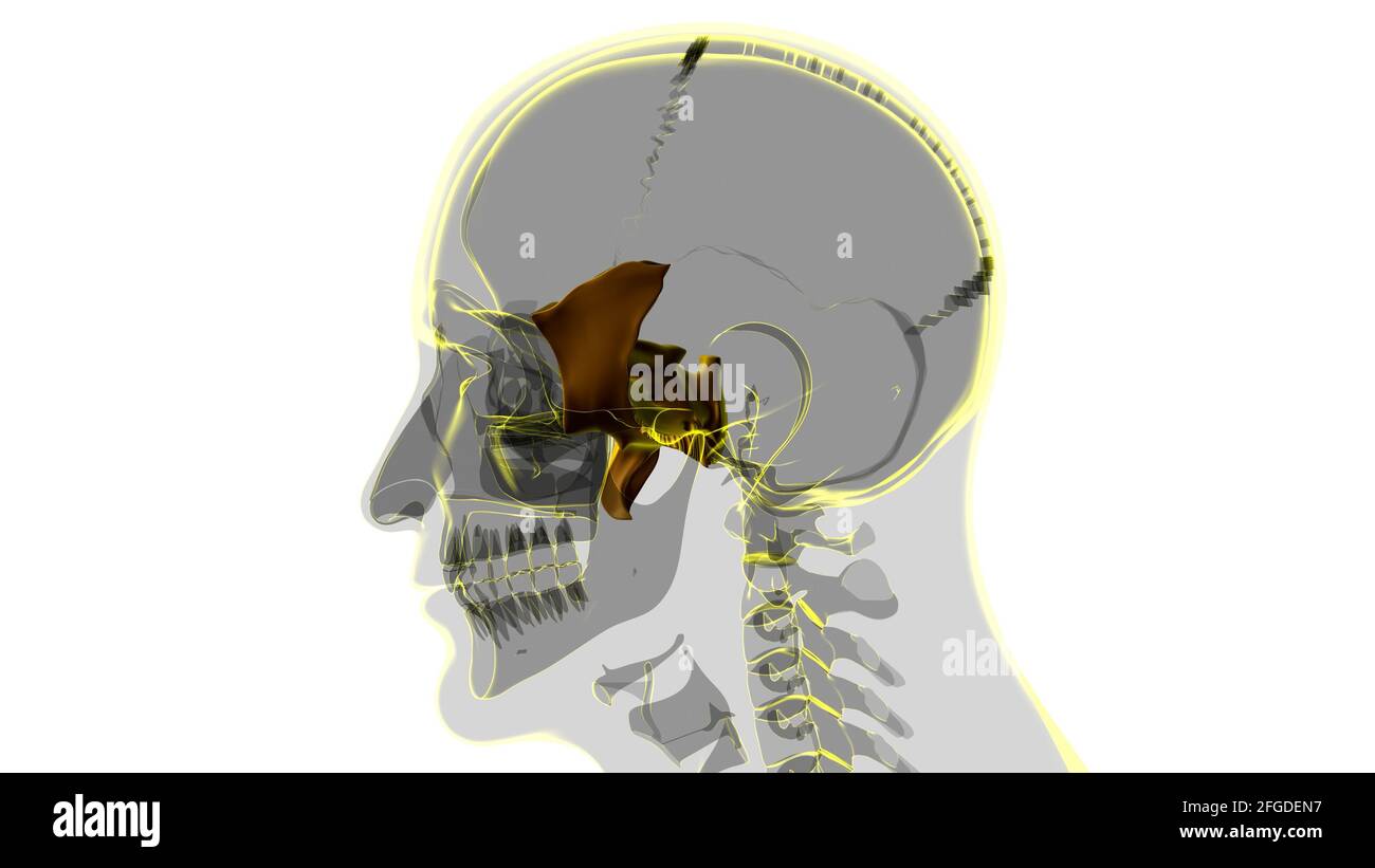 Anatomia ossea dello scheletro umano dello scheletro dello scafo dello sfenoide per l'illustrazione 3D del concetto medico Foto Stock