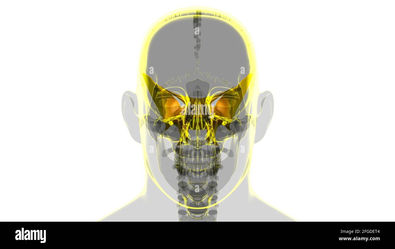 Anatomia ossea dello scheletro umano dello scheletro dello scafo dello sfenoide per l'illustrazione 3D del concetto medico Foto Stock