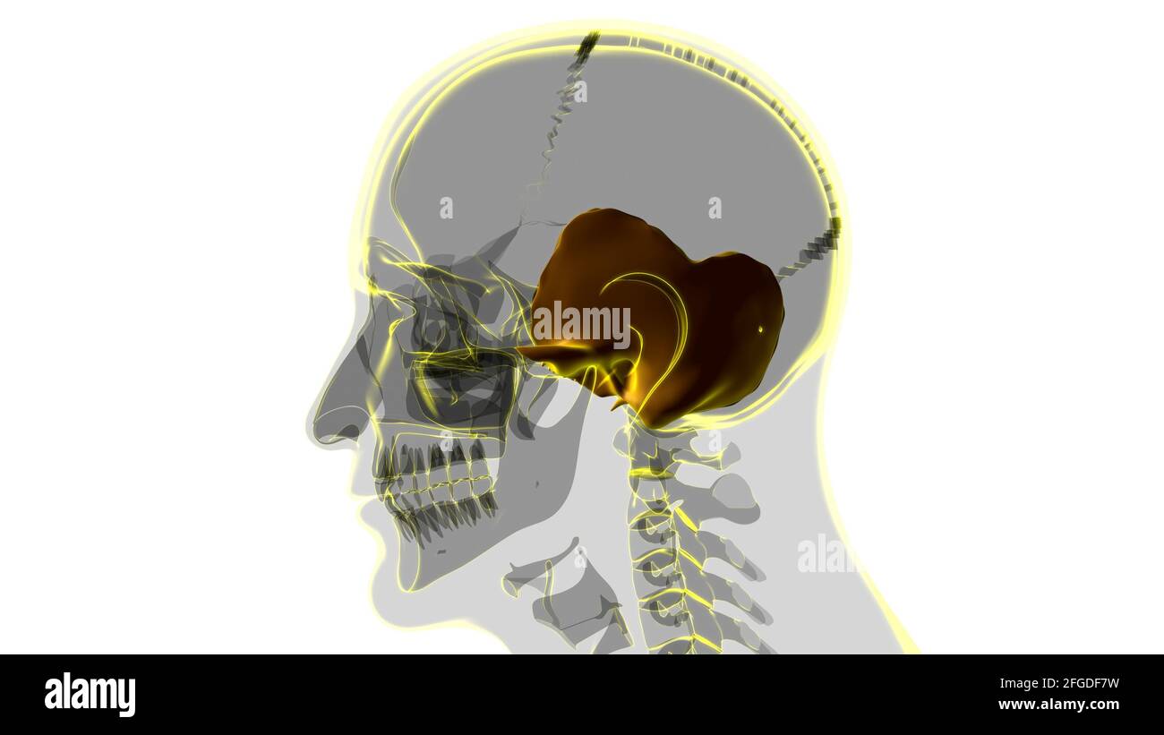 Anatomia ossea temporale del cranio dello scheletro umano per l'illustrazione 3D del concetto medico Foto Stock