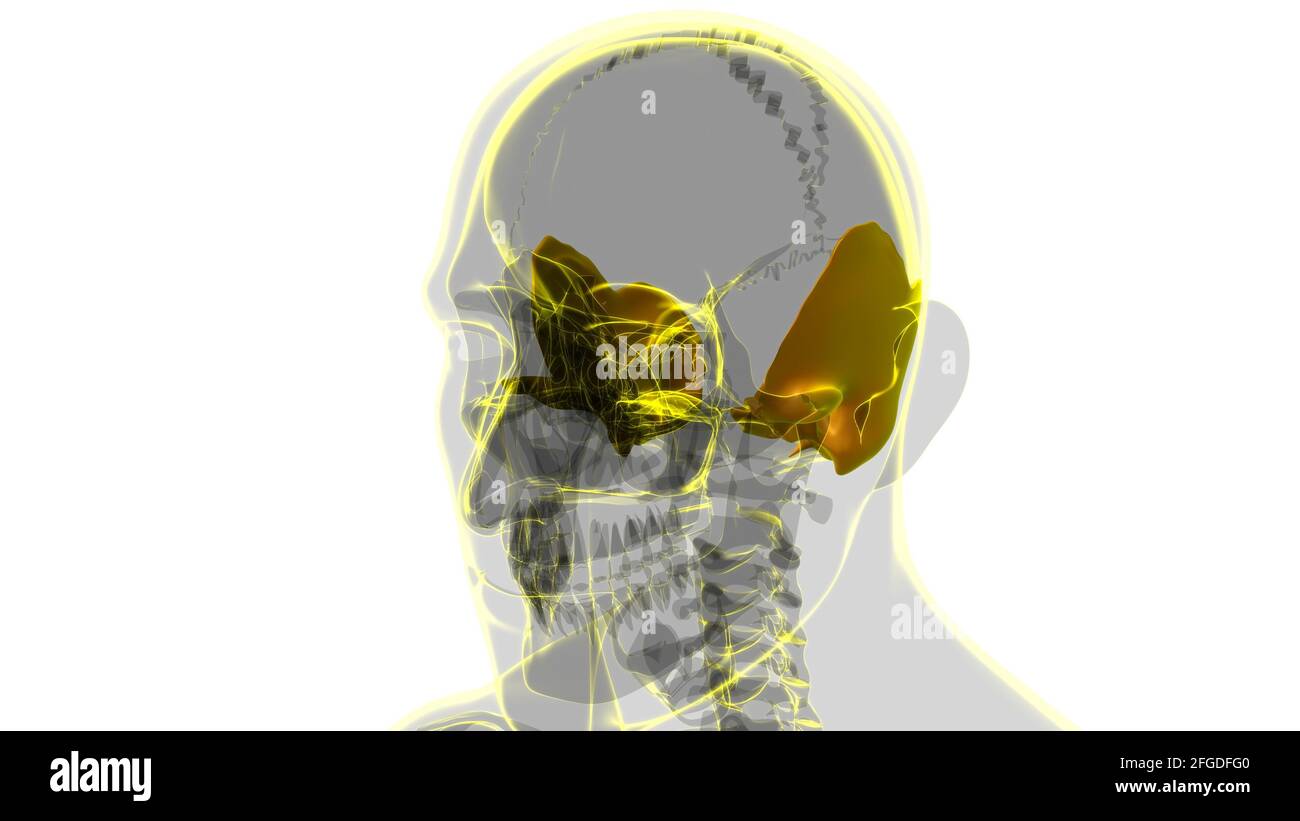 Anatomia ossea temporale del cranio dello scheletro umano per l'illustrazione 3D del concetto medico Foto Stock