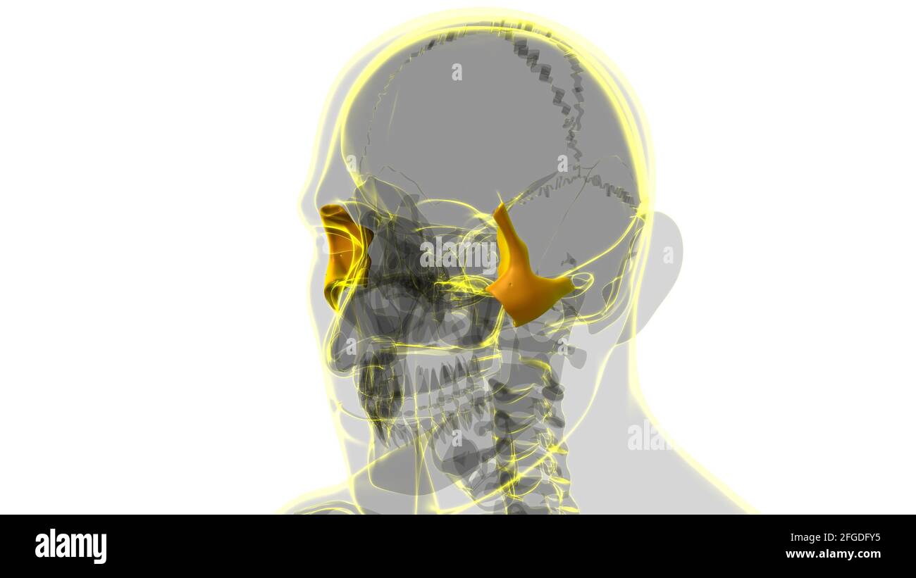 Anatomia ossea zigomatica del cranio umano per l'illustrazione 3D del concetto medico Foto Stock