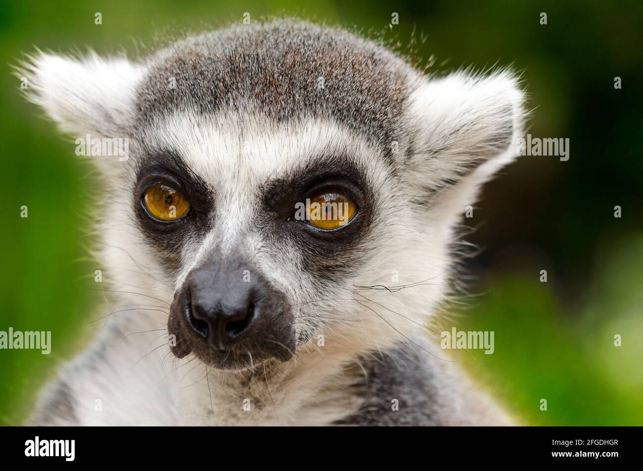 Ritratto di lemure con coda ad anello (catta di Lemur), DOF poco profondo - fuoco sugli occhi Foto Stock