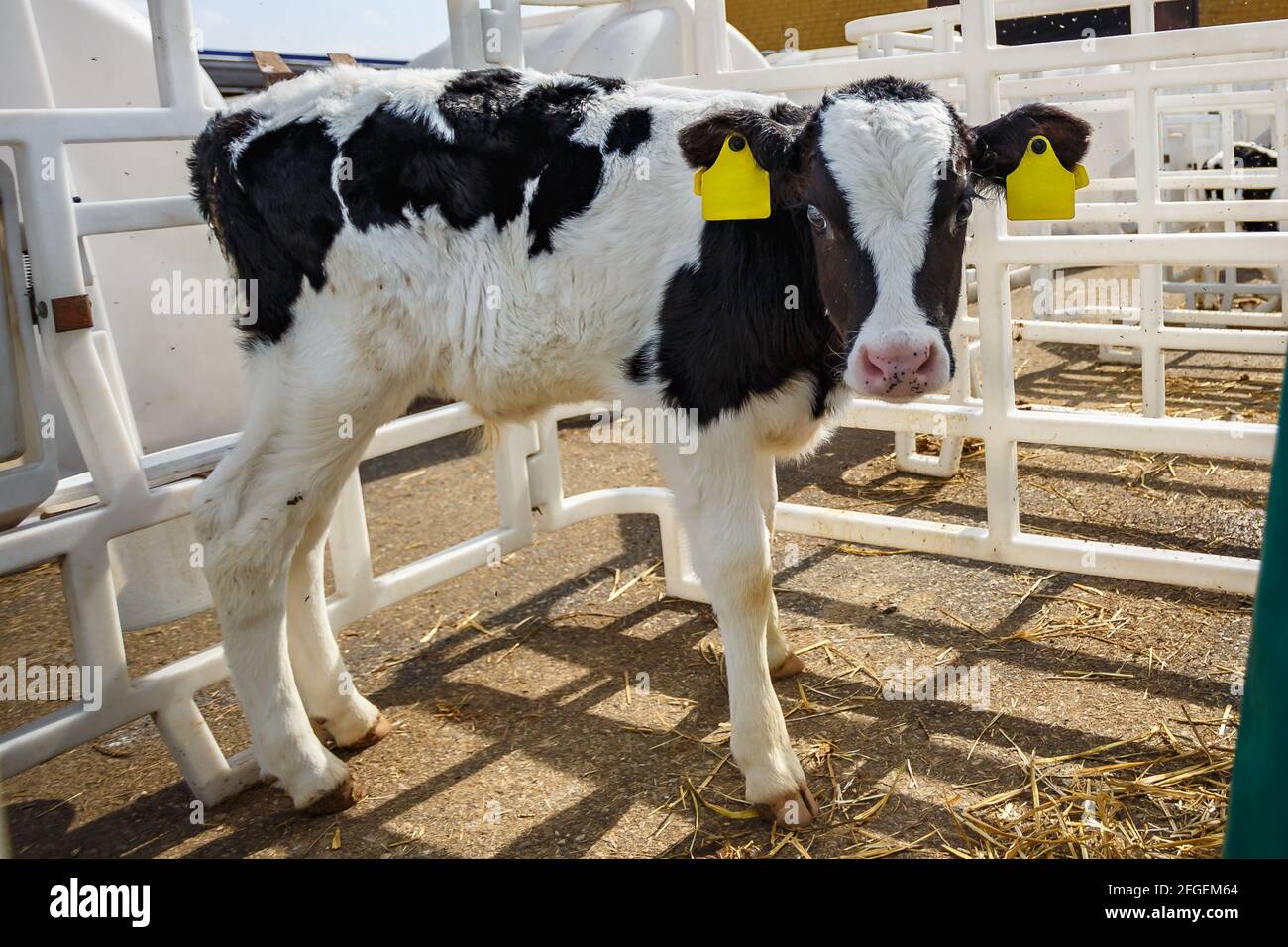 Allevamento di mucche. Mandria di calfs bianchi neri stanno guardando la macchina fotografica con interesse. Allevamento di vacche in allevamento libero. Capannone Foto Stock