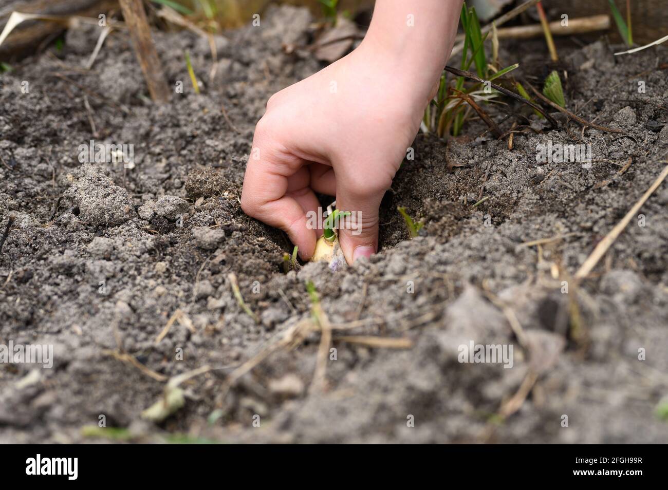 una mano dei capretti che pianta un seme germogliato di aglio dentro un letto da giardino con terreno in primavera Foto Stock