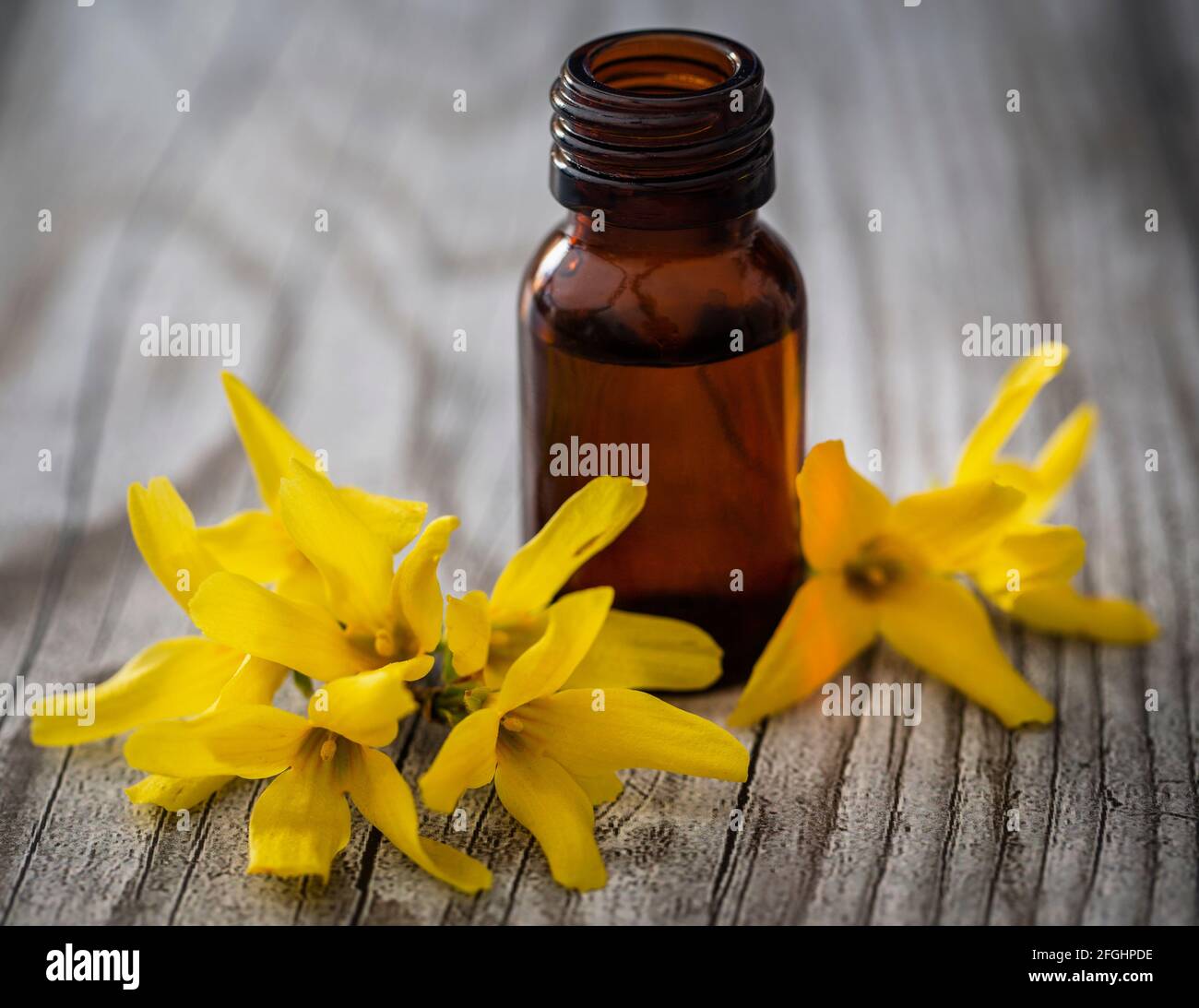 Forsizia con olio essenziale in una bottiglia come medicina di erbe Foto Stock