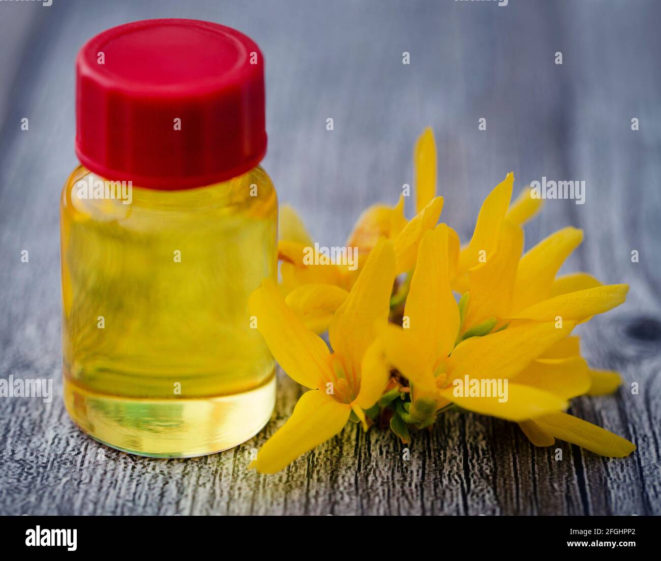 Forsizia con olio essenziale in una bottiglia come medicina di erbe Foto Stock