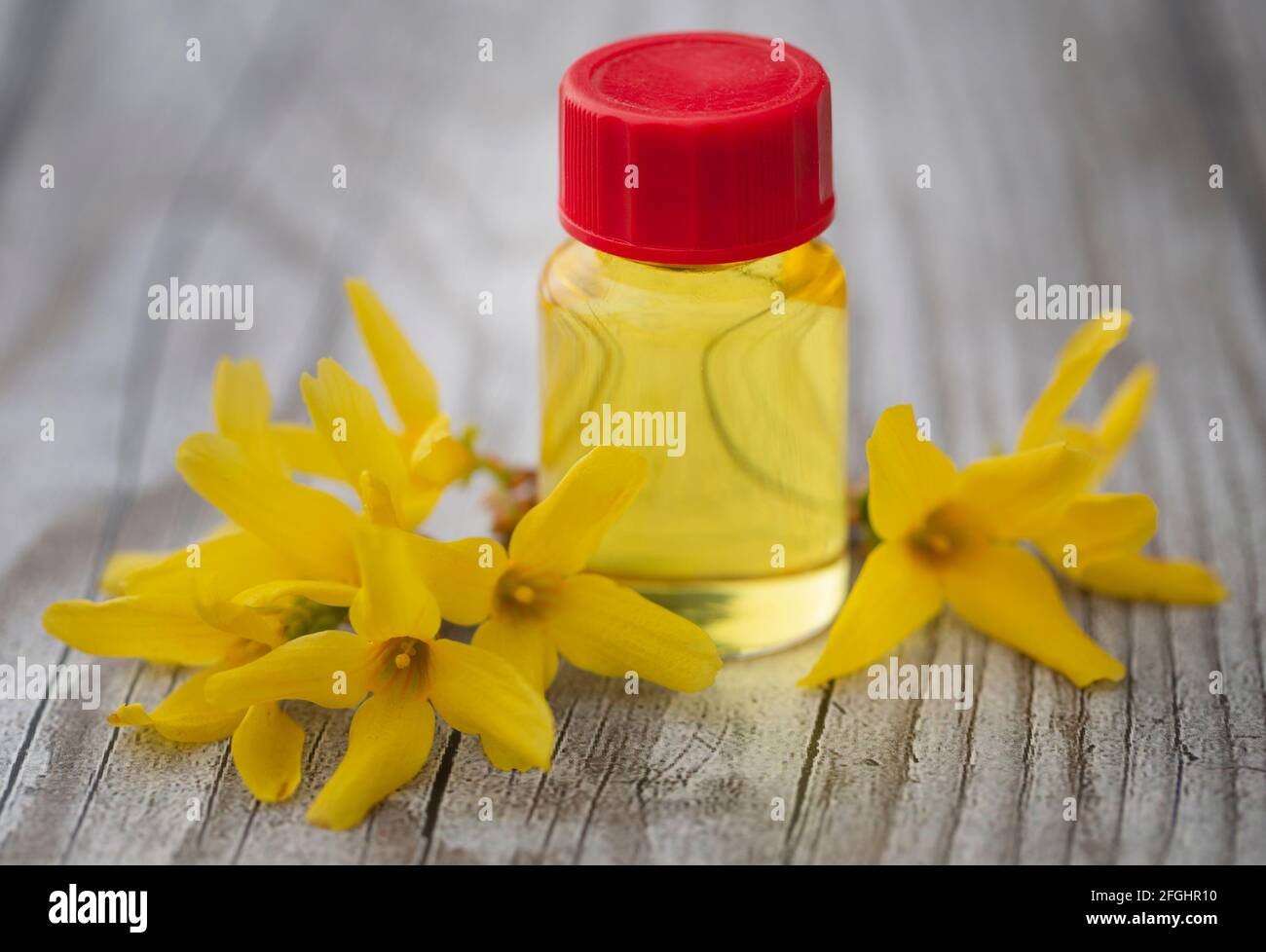 Forsizia con olio essenziale in una bottiglia come medicina di erbe Foto Stock