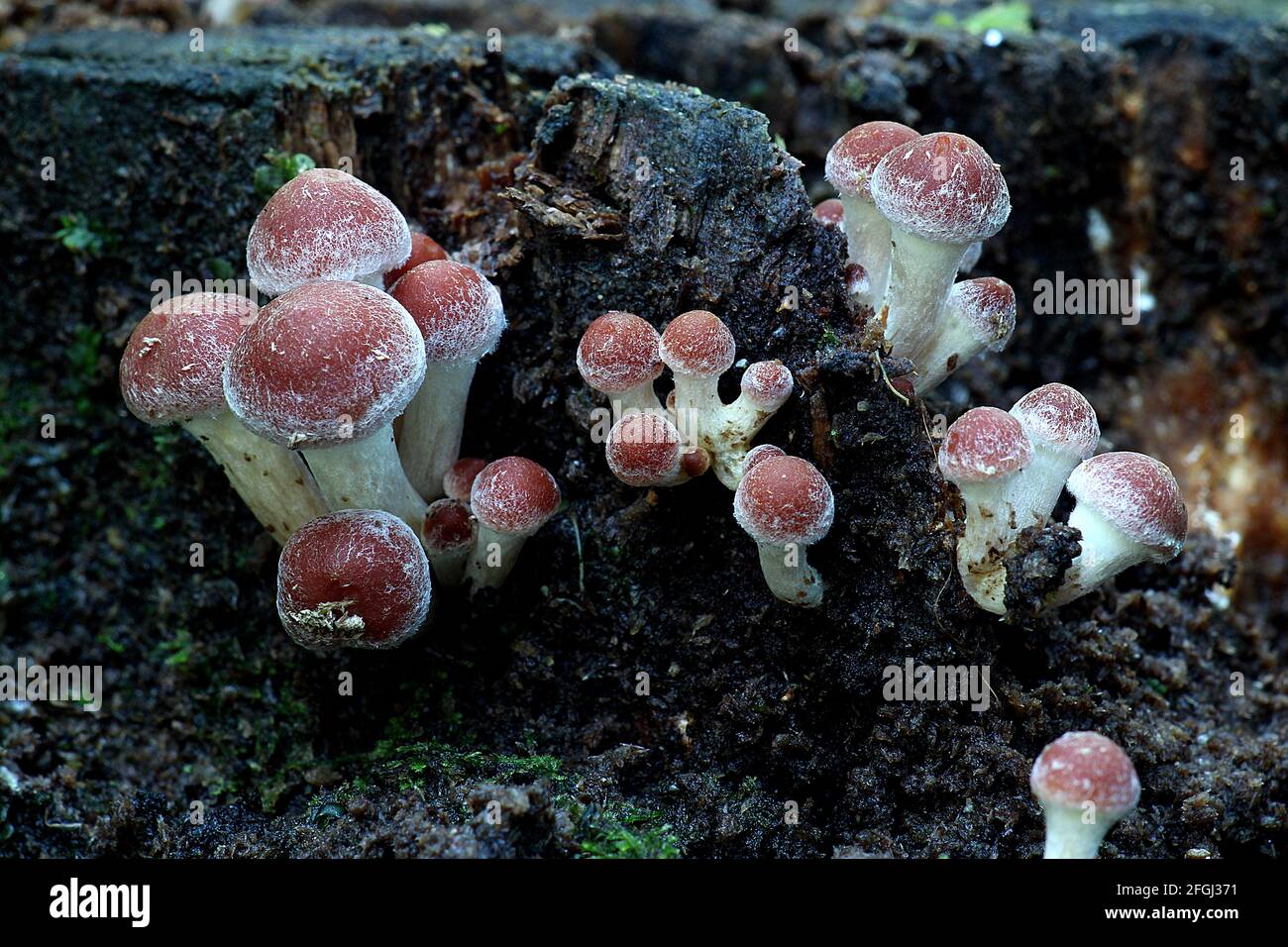 Funghi di legno marrone (Amillaria gallica) Foto Stock